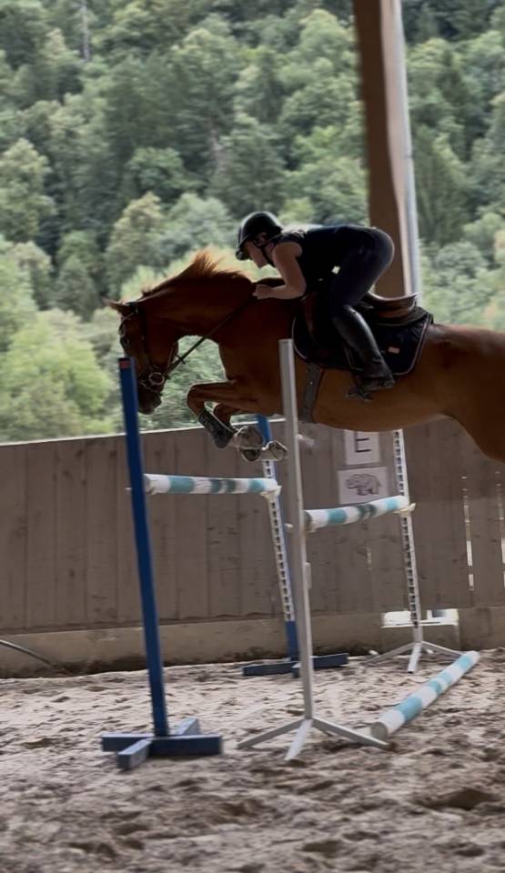 Cheval de sport 