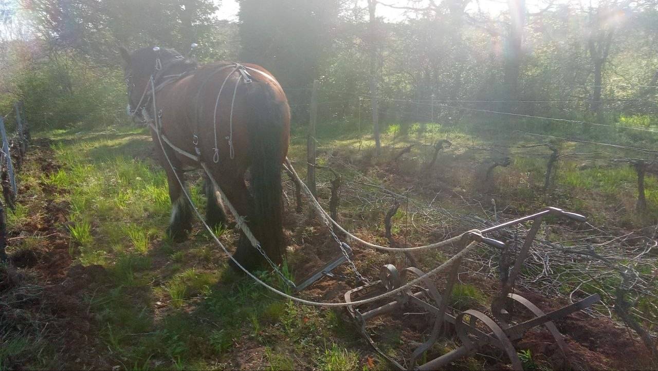Cheval de trait ardennais