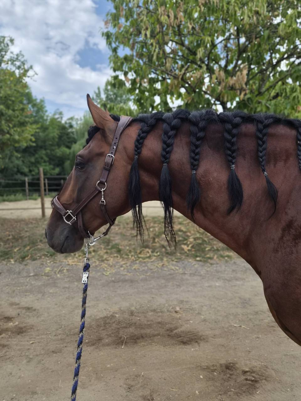 Etalon Pure race espagnole