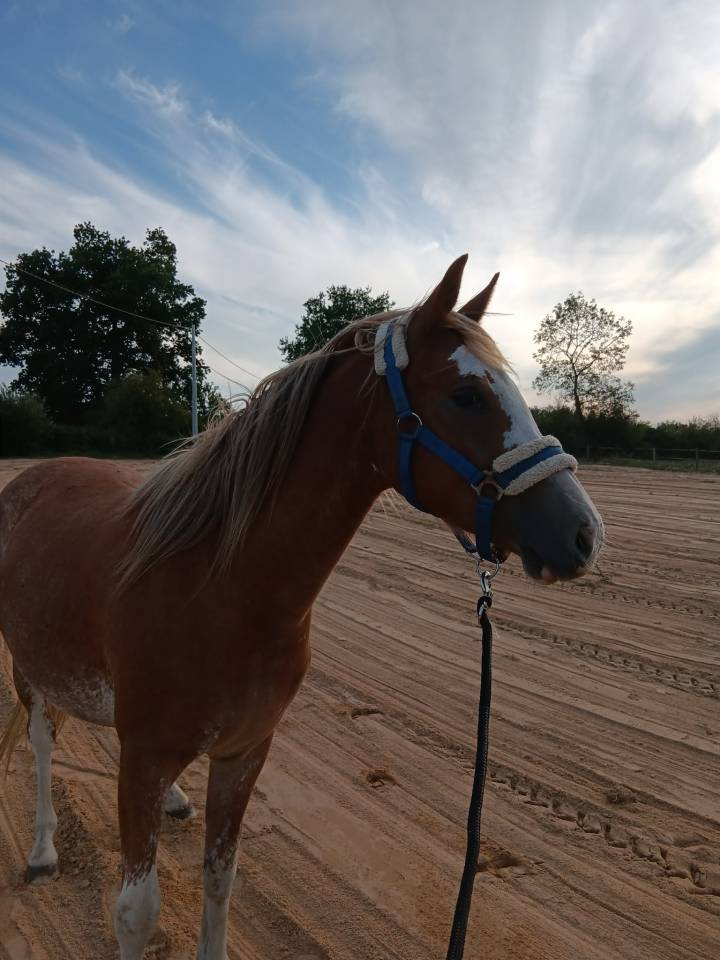 ponette welsh part bred
