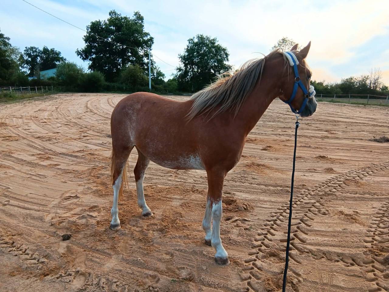 ponette welsh part bred