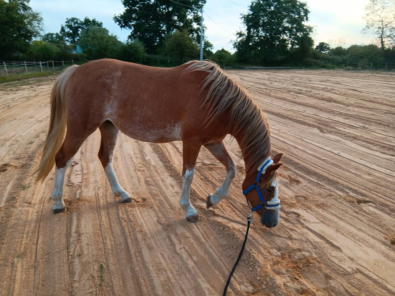 ponette welsh part bred