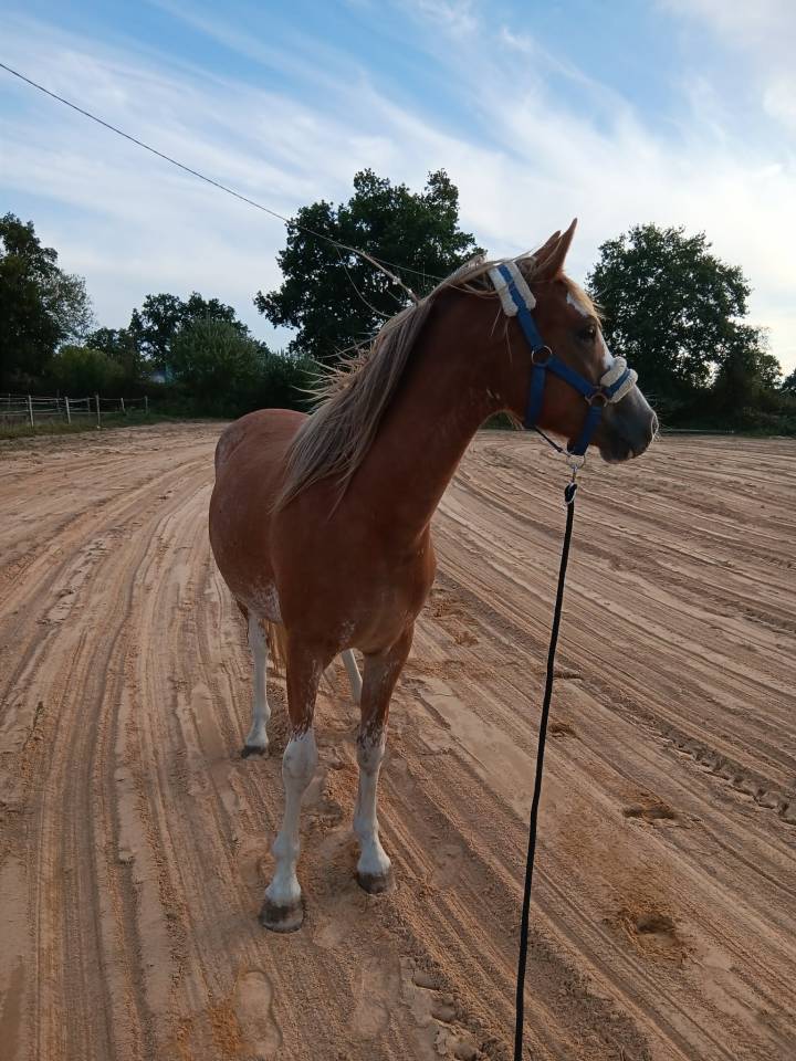 ponette welsh part bred