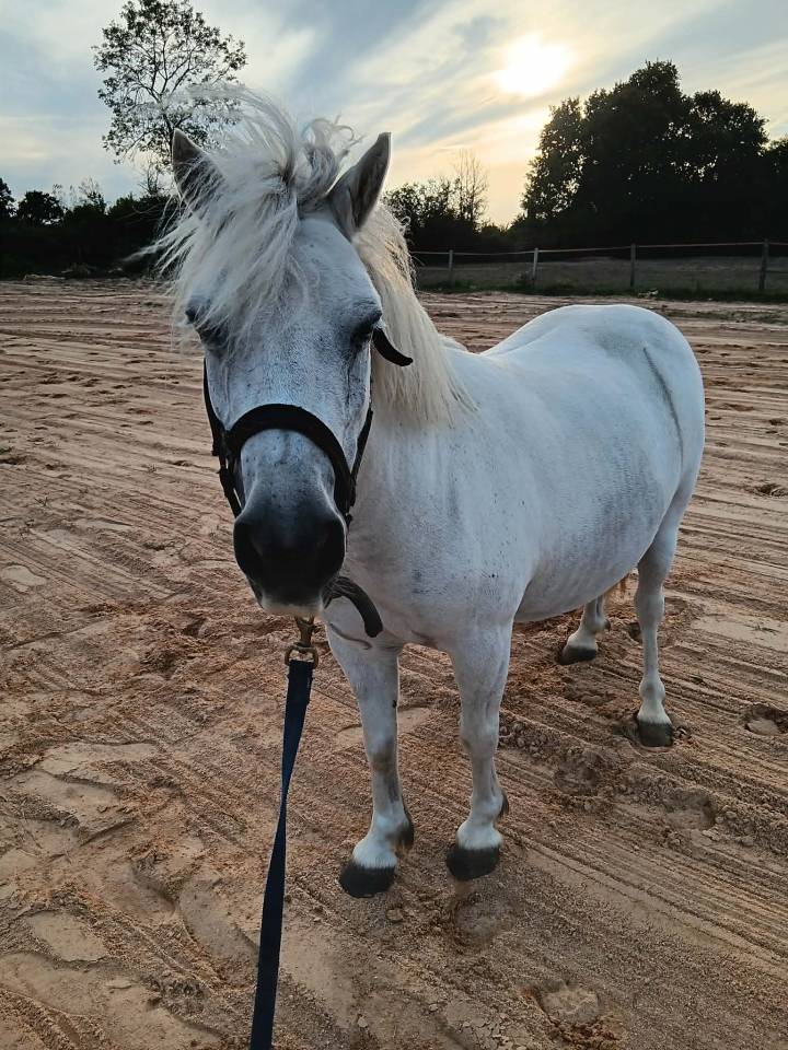ponette shetland