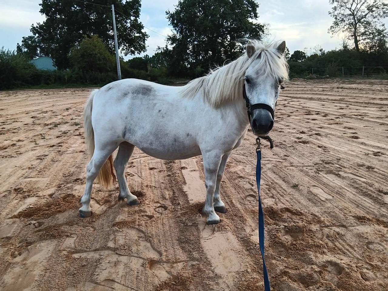 ponette shetland