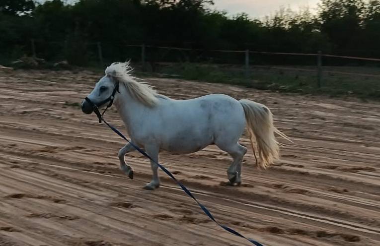ponette shetland