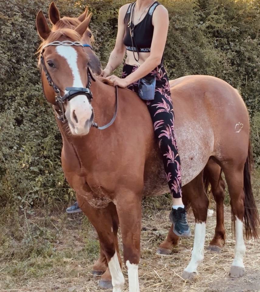 Hongre Quarter Horse