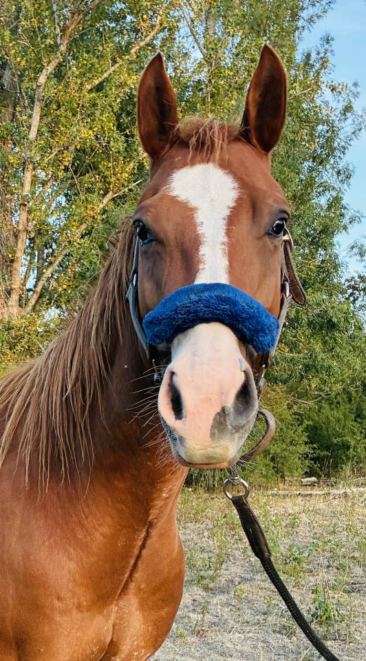 Hongre Quarter Horse