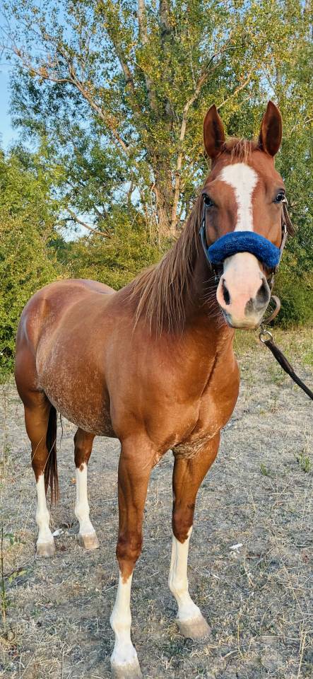 Hongre Quarter Horse