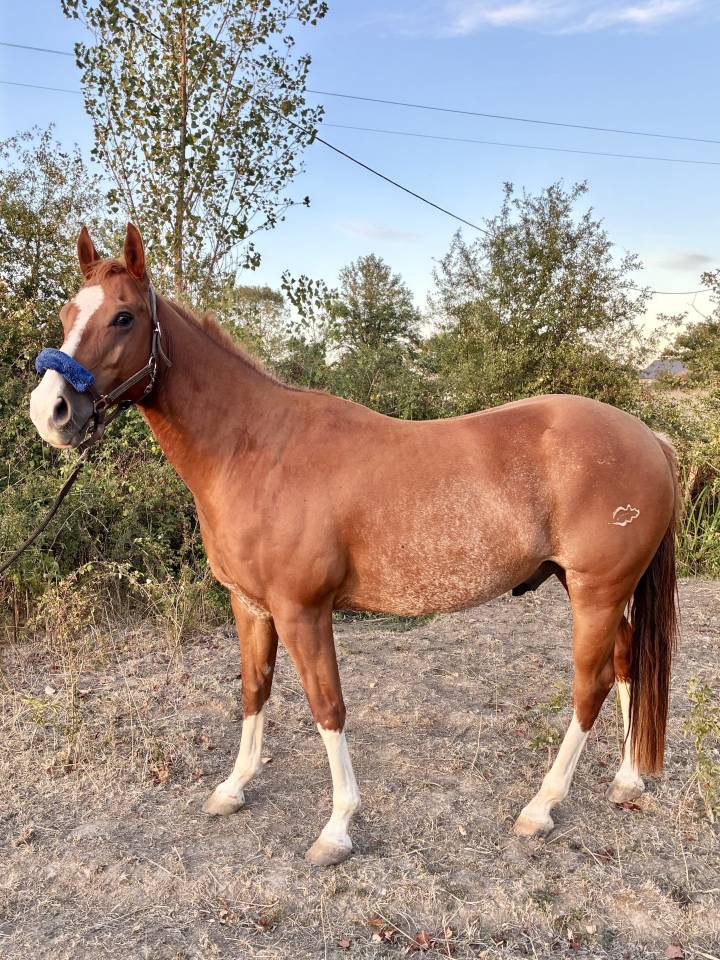Hongre Quarter Horse