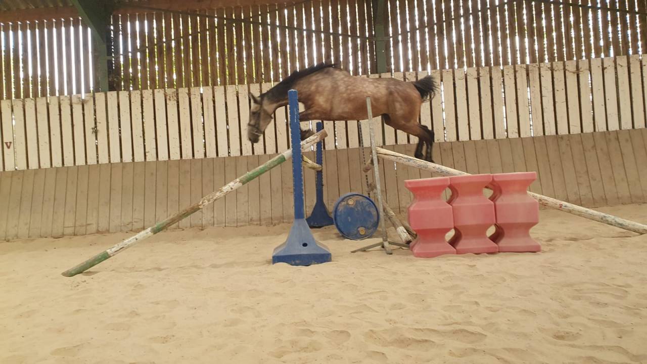 Hongre 6 ans, force, souplesse et qualit&eacute; de saut