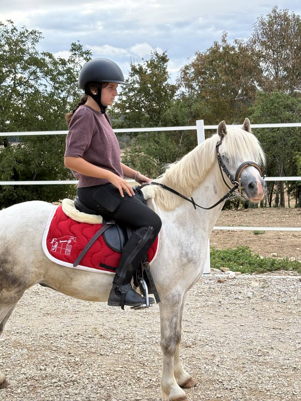 Poney Welsh sport