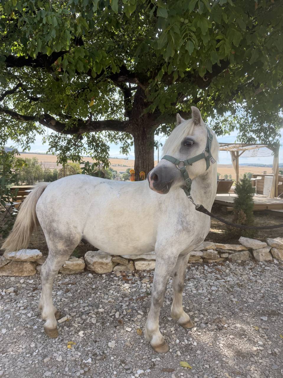 Poney Welsh sport
