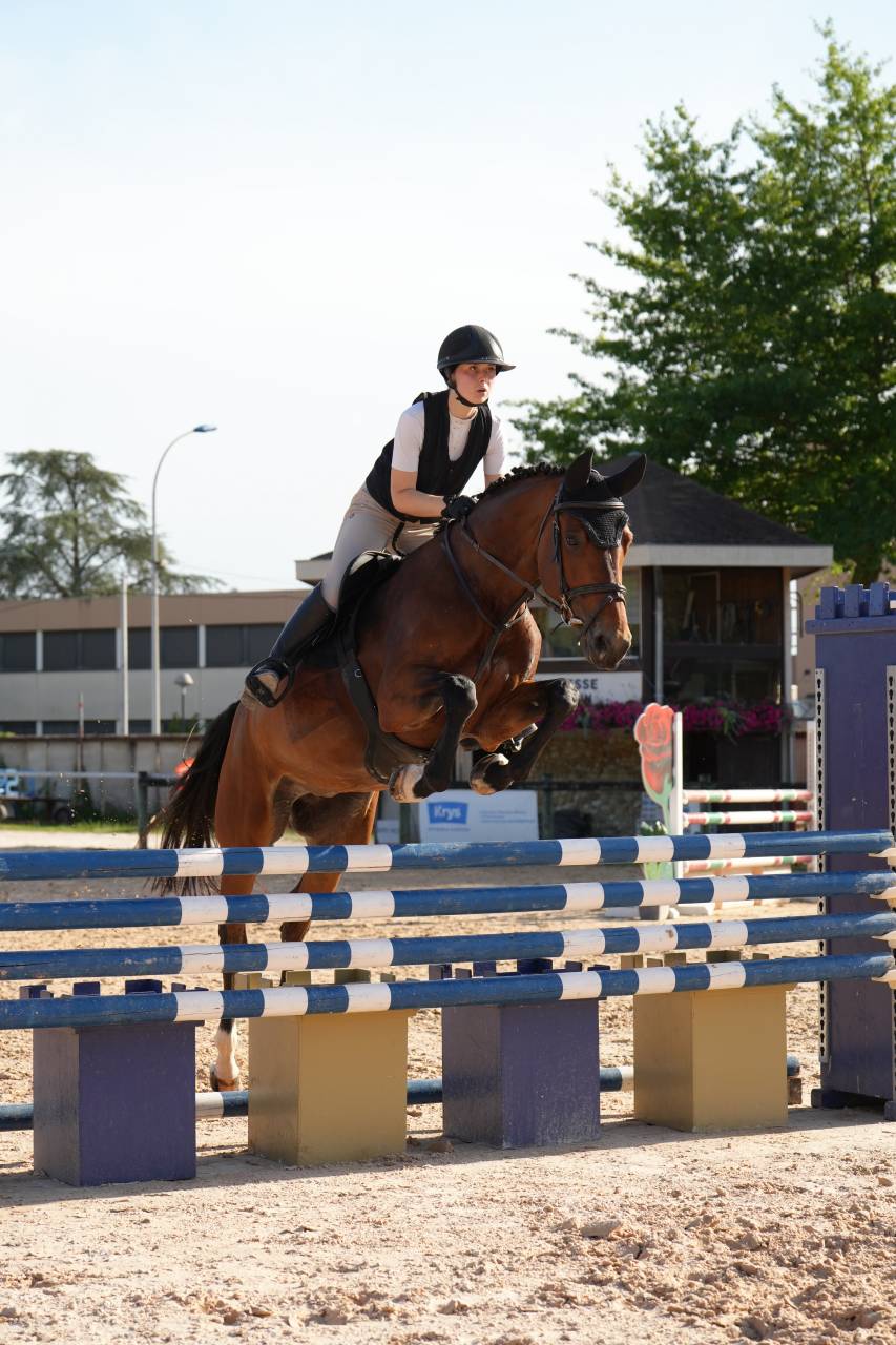 Jument KWPN 6 ans x-rays RAS prospect Am1/Elite/Hunter