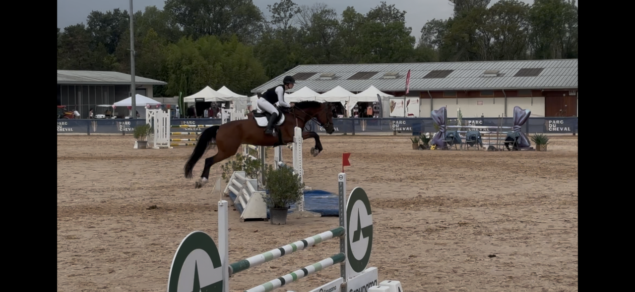 Jument KWPN 6 ans x-rays RAS prospect Am1/Elite/Hunter