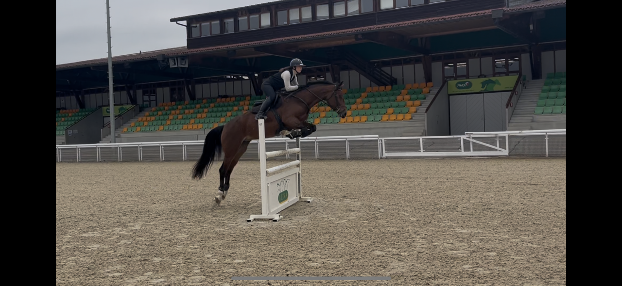 Jument KWPN 6 ans x-rays RAS prospect Am1/Elite/Hunter