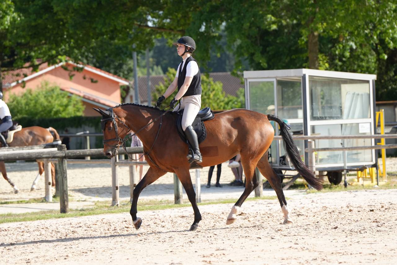 Jument KWPN 6 ans x-rays RAS prospect Am1/Elite/Hunter