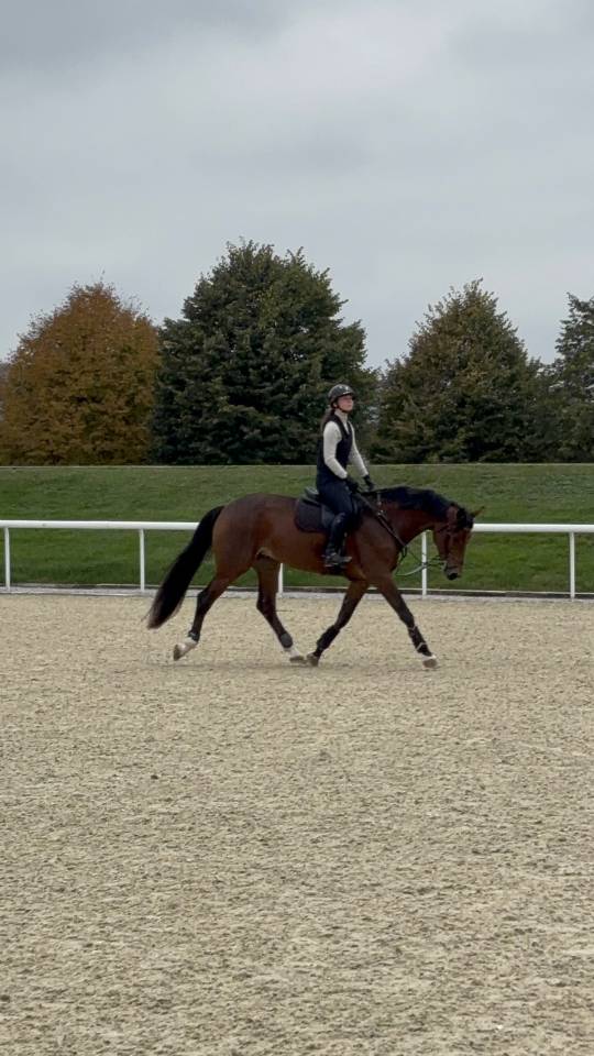 Jument KWPN 6 ans x-rays RAS prospect Am1/Elite/Hunter
