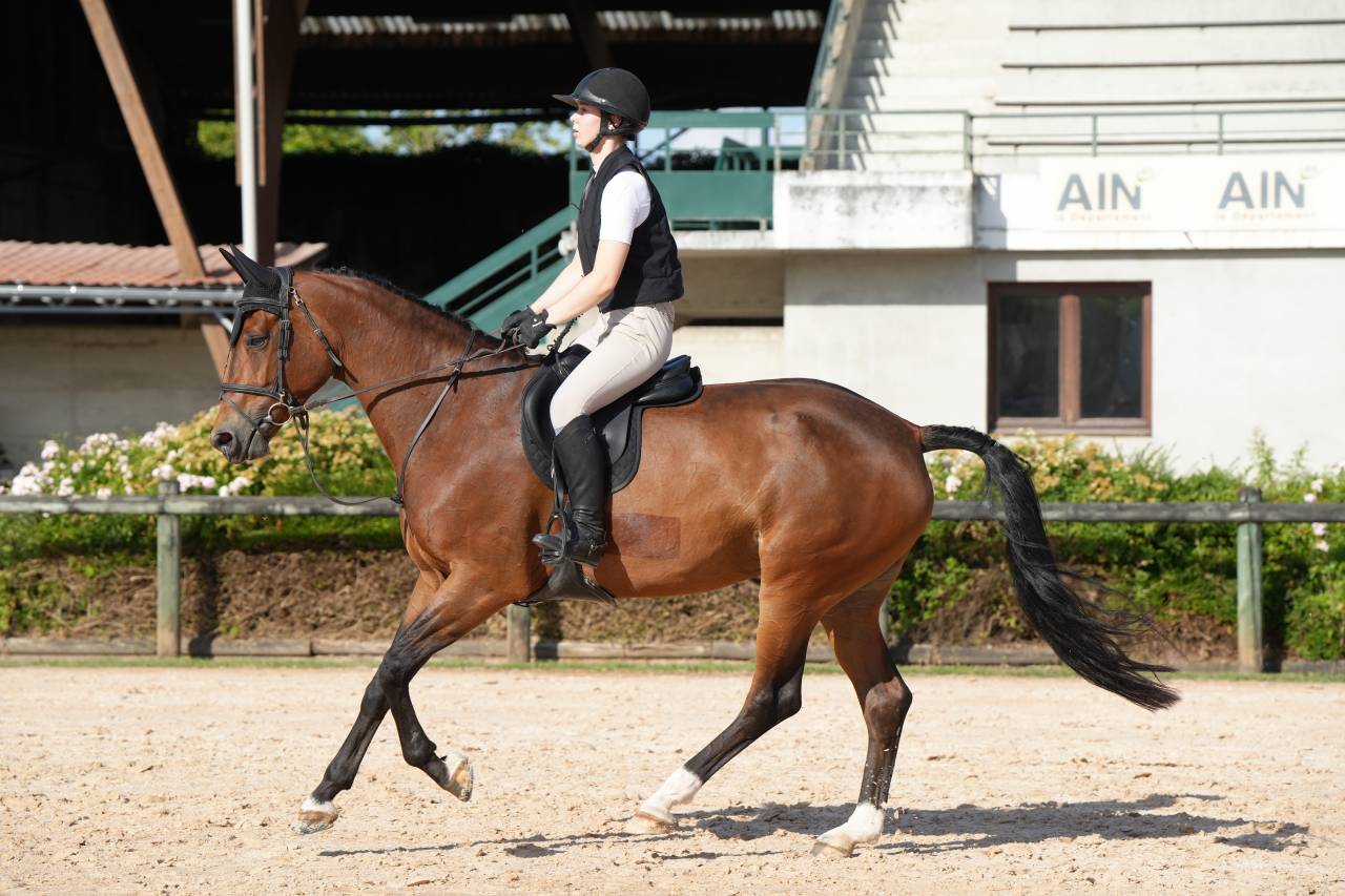 Jument KWPN 6 ans x-rays RAS prospect Am1/Elite/Hunter