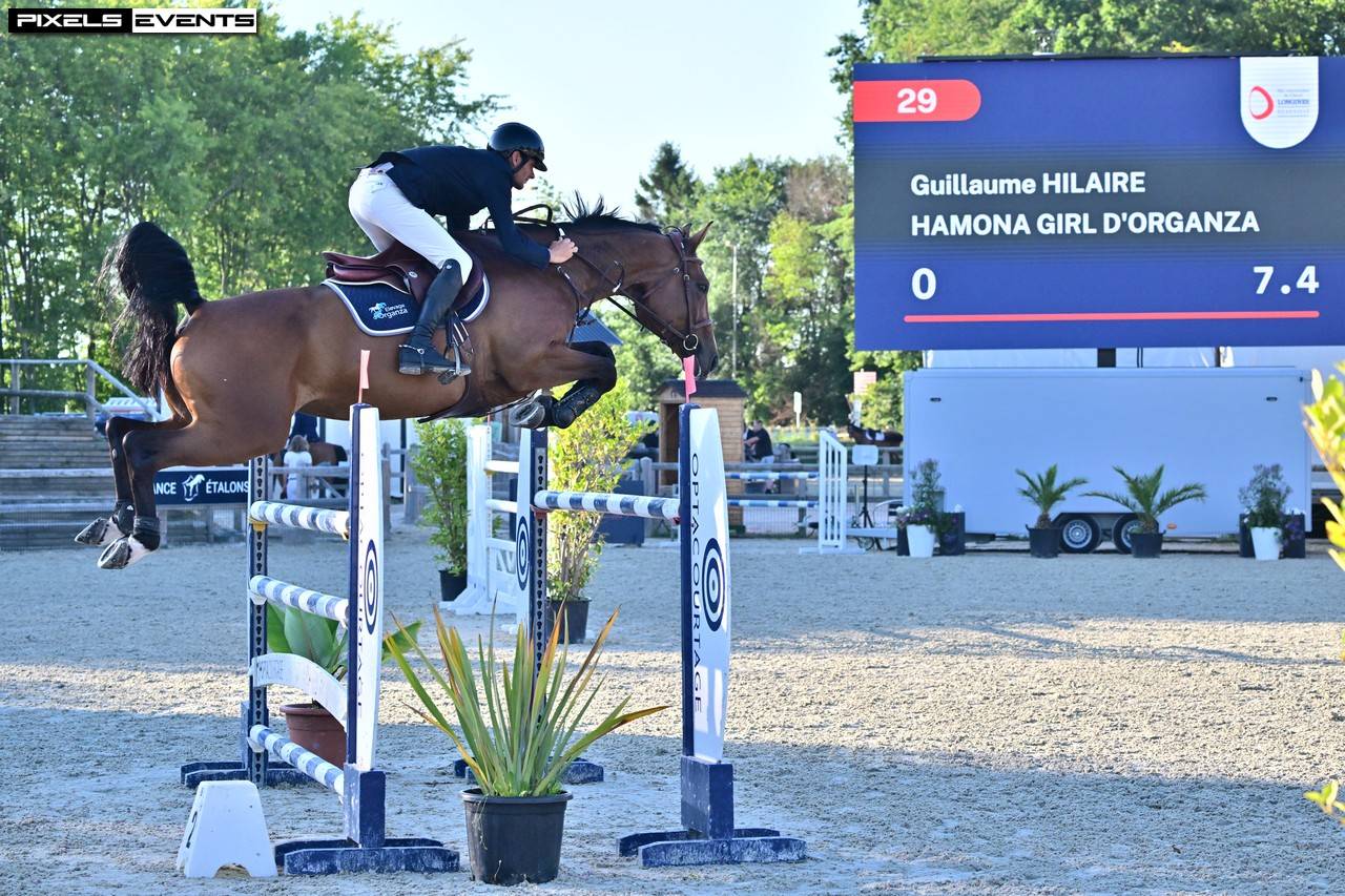 Foal m&acirc;le bai 2026, poulain d'avenir 