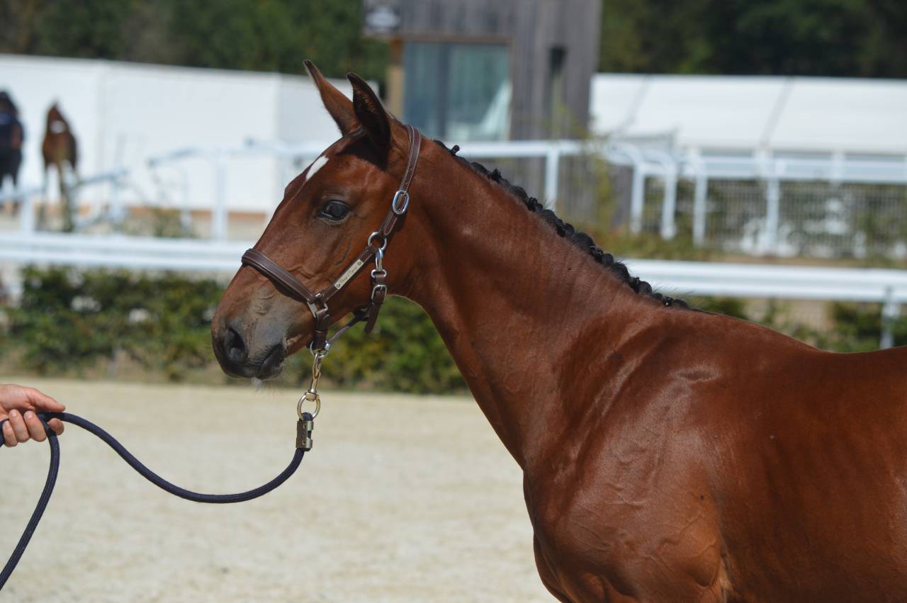 Foal m&acirc;le bai 2026, poulain d'avenir 