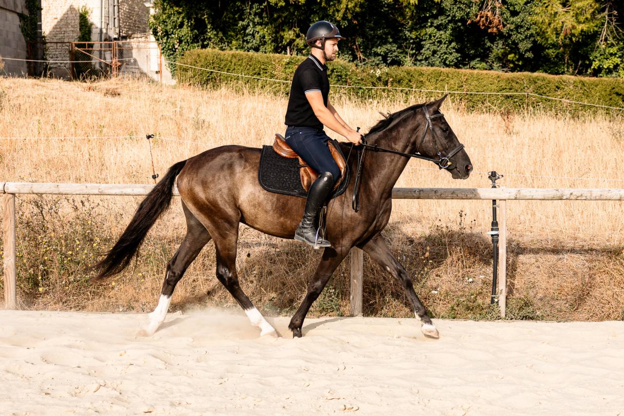 Hongre SBS de 3ans
