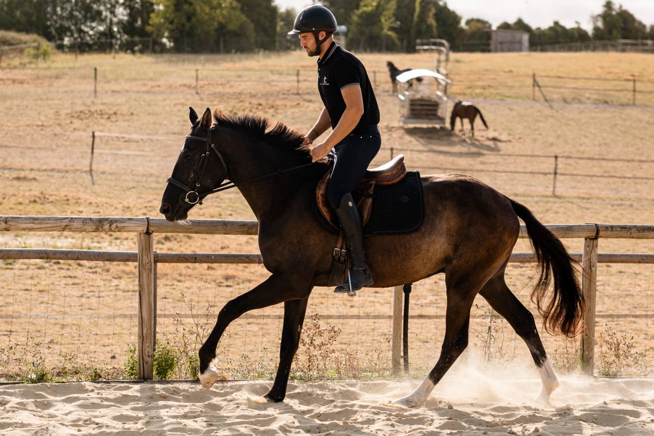 Hongre SBS de 3ans