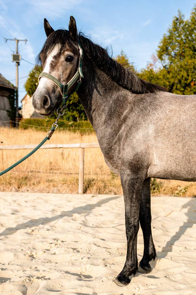 Jument Connemara de 3ans