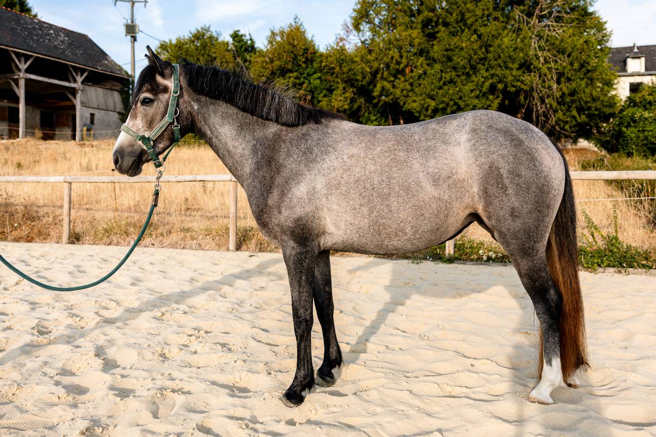 Jument Connemara de 3ans