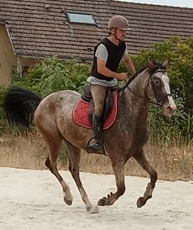 Hongre SF 4 ans bai mouchet&eacute; oeil bleu