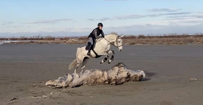 Cheval CSO demi-pension
