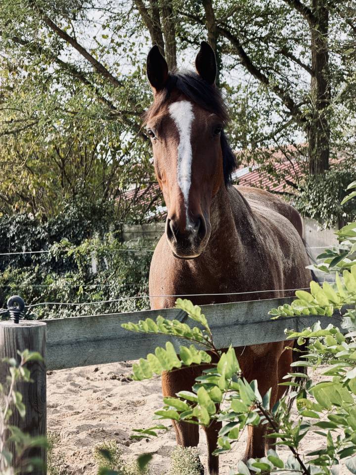 Hongre 9 ans &ndash; 1m67