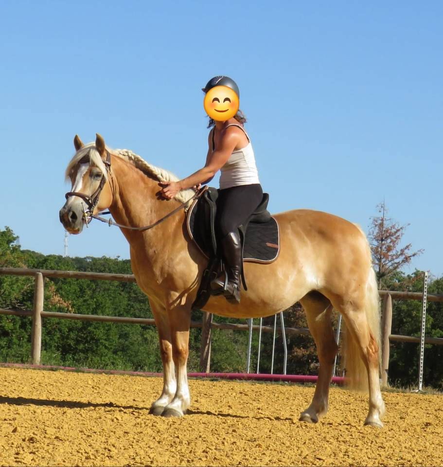 Jument Haflinger PP 14ans