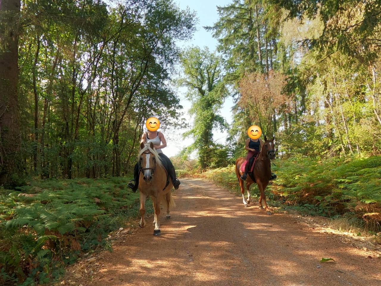 Jument Haflinger PP 14ans