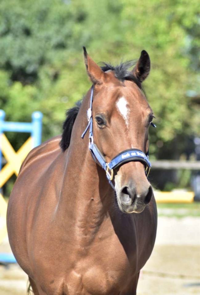 PONEY GRAND PRIX &Agrave; VENDRE/LOUER