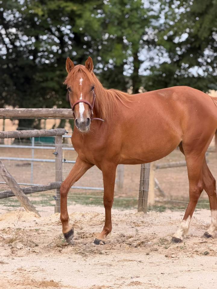 pouliche PFS 2 ans 