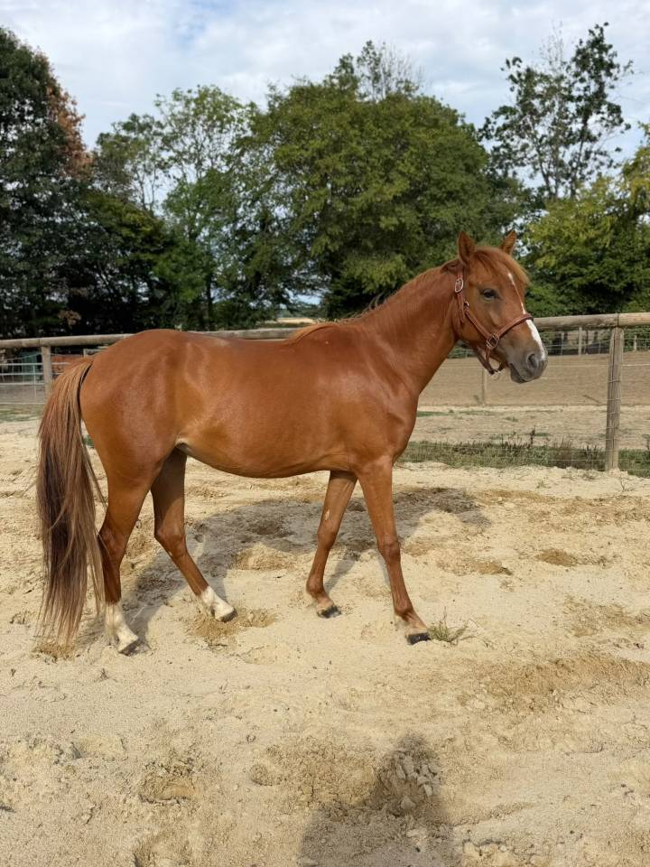 pouliche PFS 2 ans 