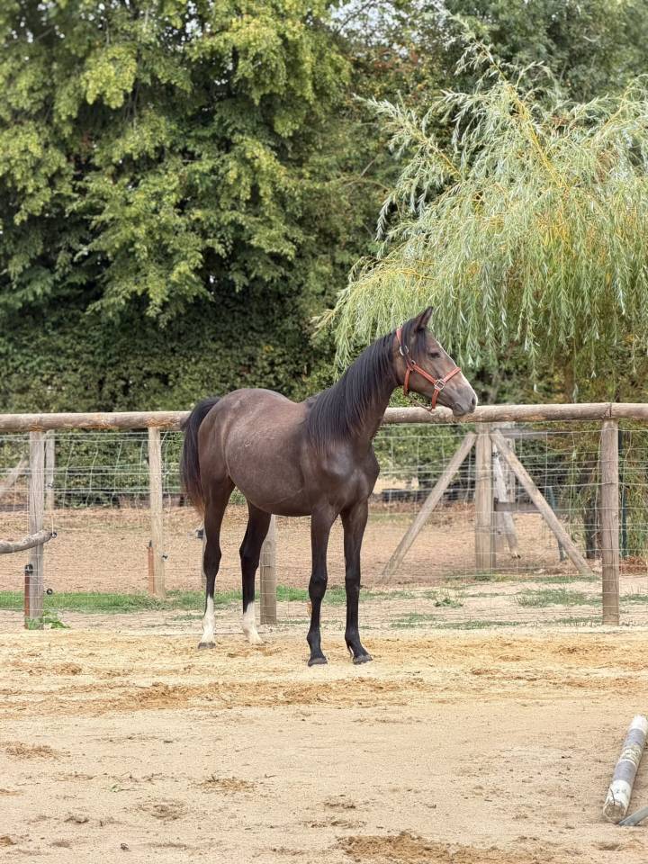 pouliche SF de 1 an