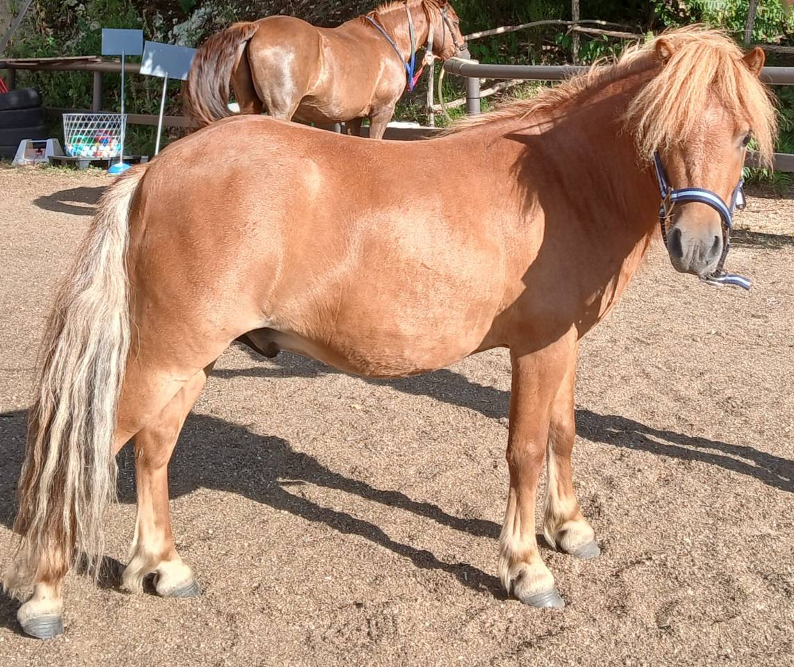 Poney Shetland 