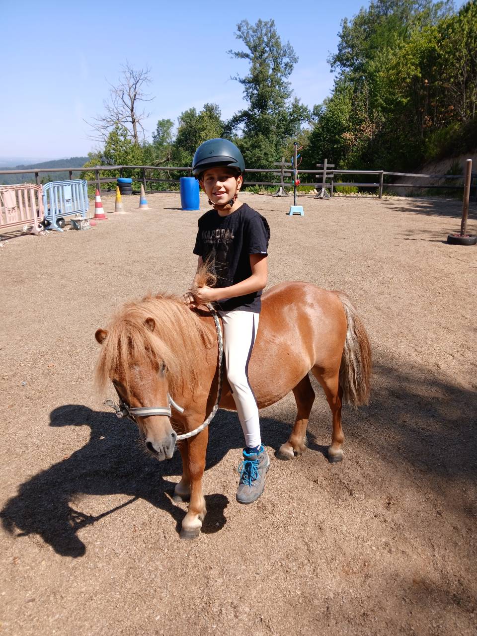 Poney Shetland 