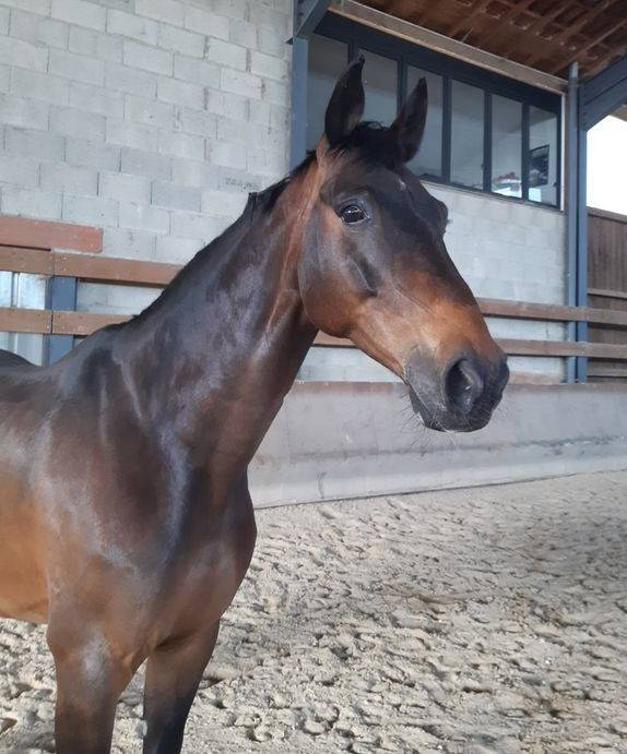 cheval cso