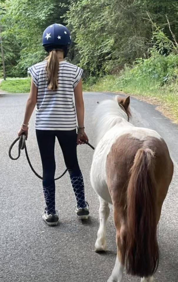 Poney shetland hongre 