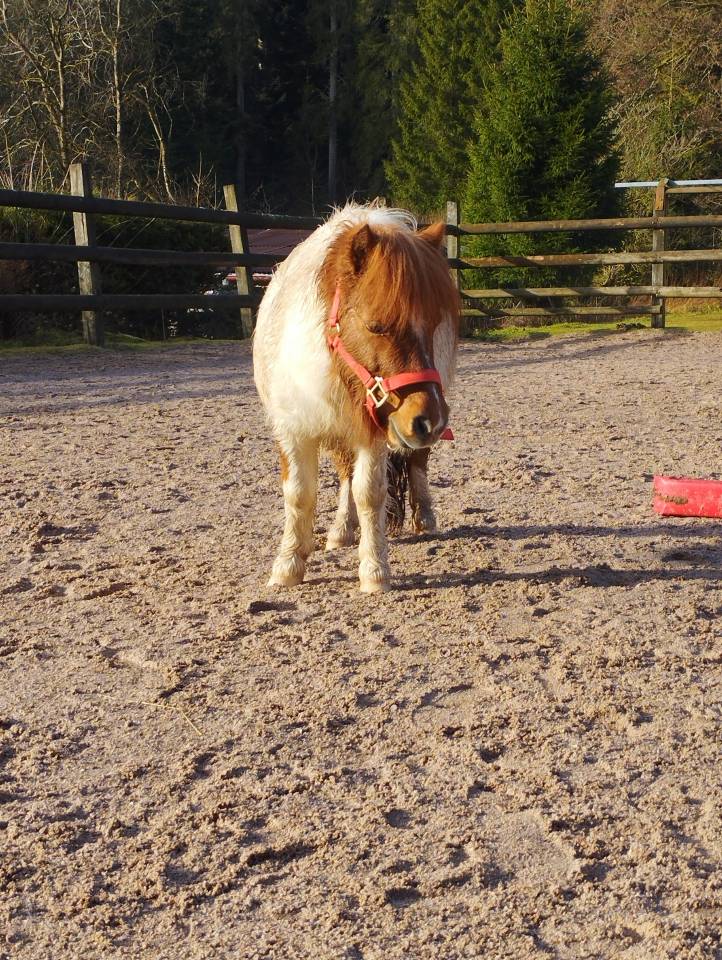 Poney shetland hongre 