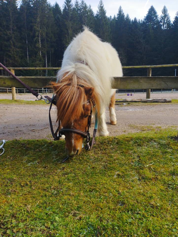 Poney shetland hongre 