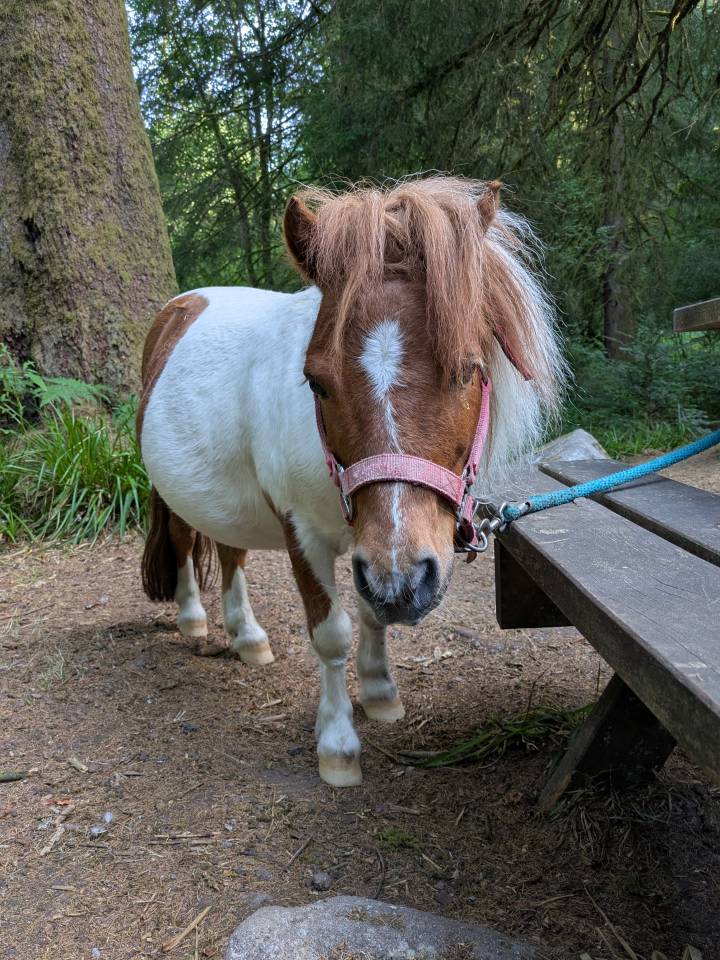 Poney shetland hongre 