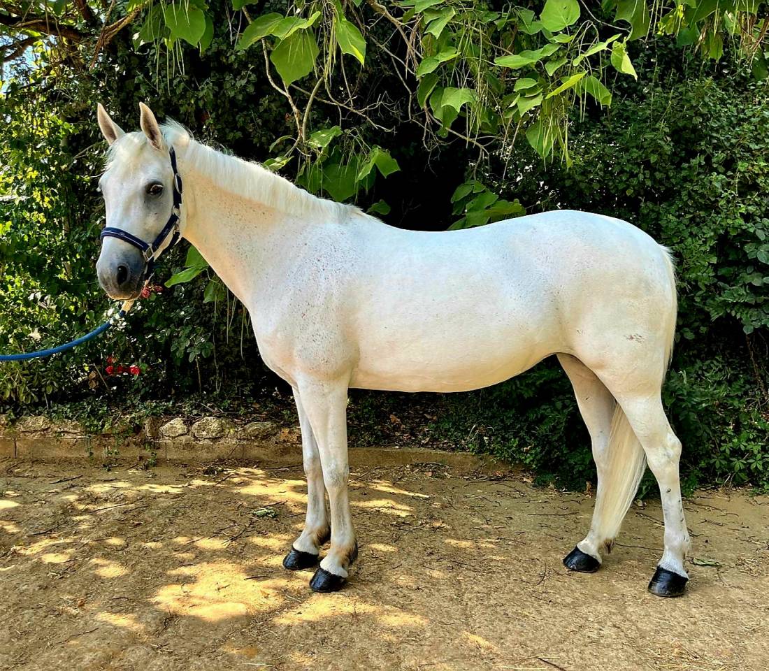 A vendre ponette d'enfant