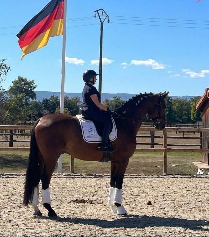 Hongre - Hanovrien - 9 ans - Dressage - PSG - France