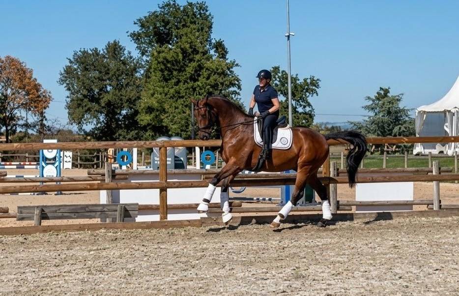 Hongre - Hanovrien - 9 ans - Dressage - PSG - France