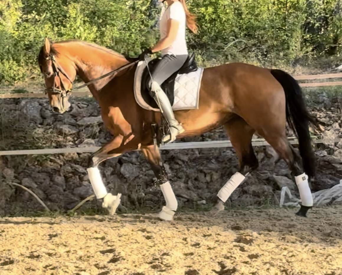 Cheval 5ans top mental