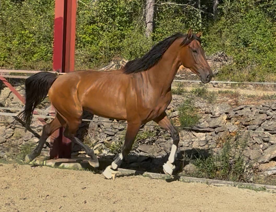 Cheval 5ans top mental